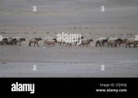 HIMA_Wildlife project thumbnail