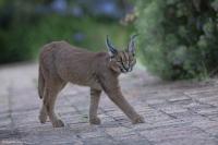 Find sand_cats 2 project thumbnail
