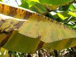 banana project thumbnail