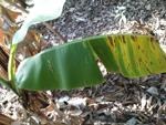 Banana leaf disease detection project thumbnail