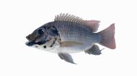  fish project thumbnail