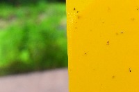 Orchid midge2 project thumbnail