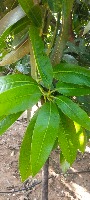 Mango Dataset project thumbnail