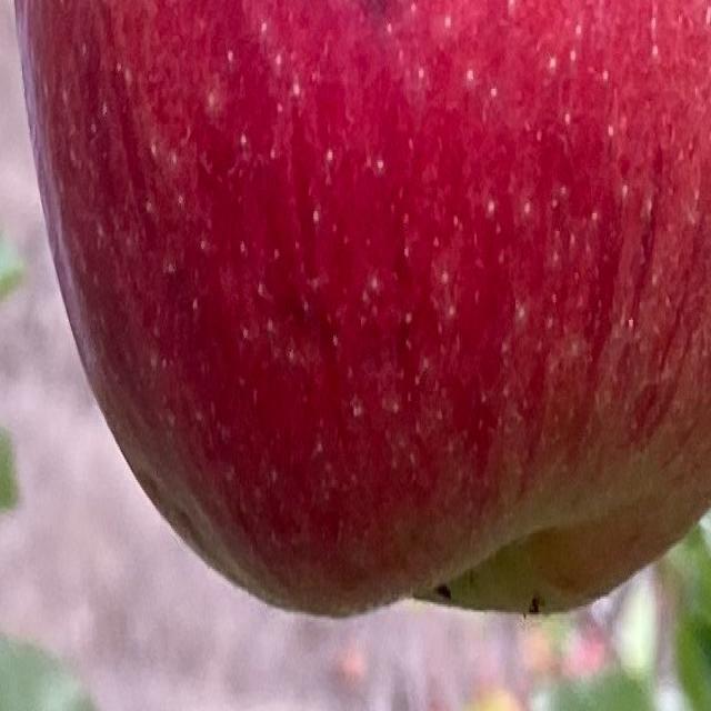 Apples Object Detection Dataset by Lakshantha Dissanayake