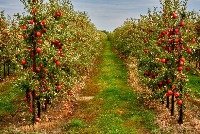 new healthy apple project thumbnail