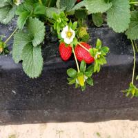 strawberry project thumbnail