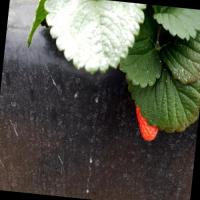From_Farming project thumbnail