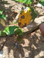 Coffee Cherry Beans Detection  project thumbnail