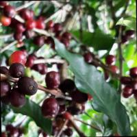 Coffee Cherry Ripeness Detection project thumbnail