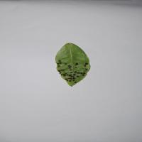 tea leaf project thumbnail