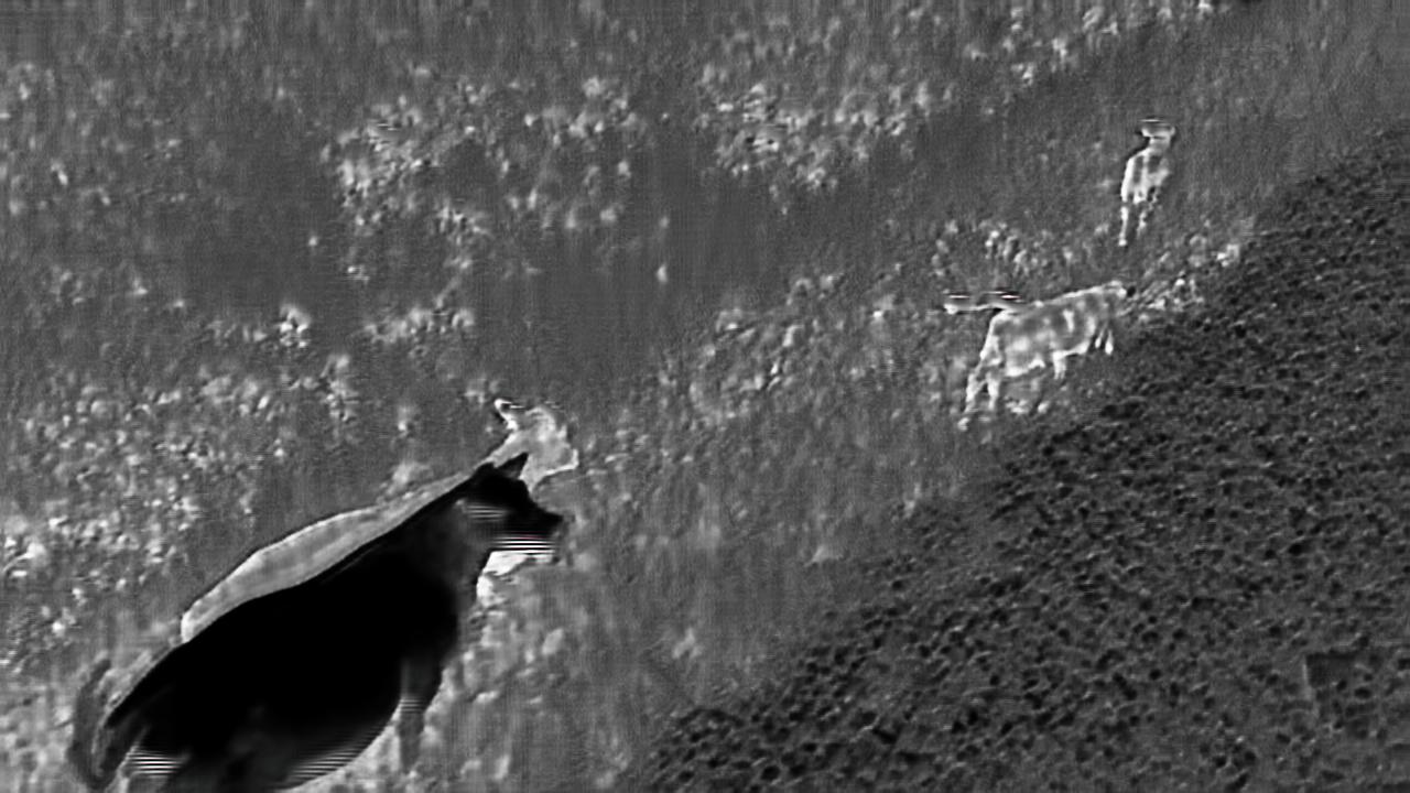 Cows_on_train_track Object Detection Dataset by Tesi