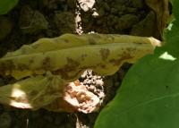 Detect Tobacco Leaves project thumbnail