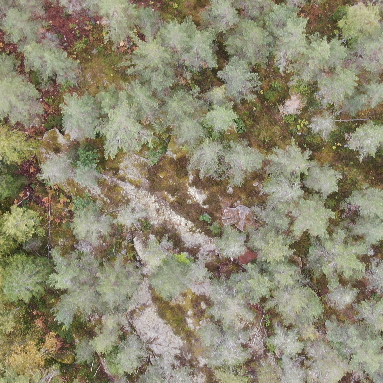 test Object Detection Dataset by Treetypes