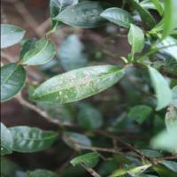 Camellia_oleifera_diseases project thumbnail