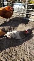 Chicken Behavior Object Detection Dataset by DuckCounter