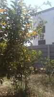 gate guava row4 (13-03-2026) project thumbnail