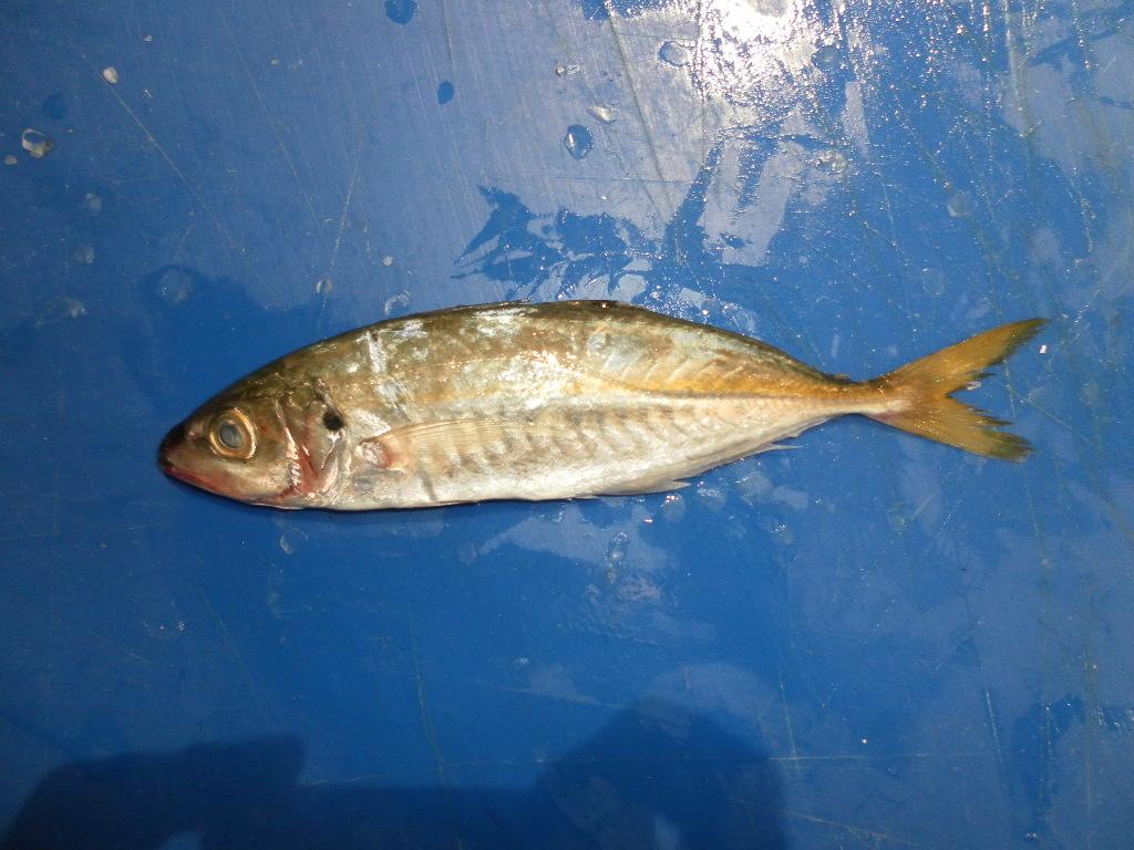 fish Object Detection Model by lab