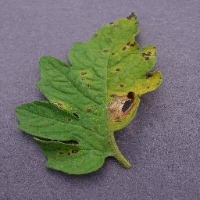 Tuas A2Septoria project thumbnail
