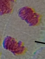 Mitosis project thumbnail