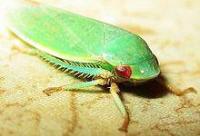 plant_pest_and_disease_detection project thumbnail