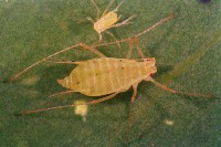 Pest detector project thumbnail
