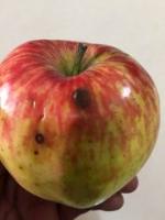 Apple Classification project thumbnail