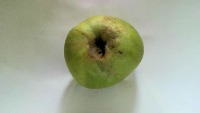 Apples fault detection  project thumbnail