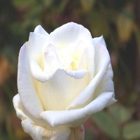 flower project thumbnail