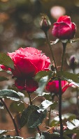 flower project thumbnail