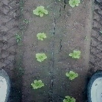 weeds project thumbnail