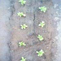 Deteccion-Brocoli-YOLO project thumbnail