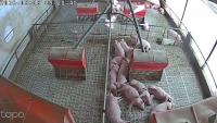 Find pig project thumbnail