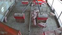 pigfarm-f22 project thumbnail