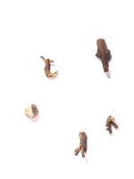cropped+original-robusta-dataset project thumbnail