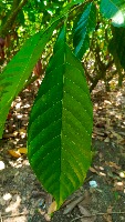 Gray Data Avocado project thumbnail