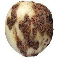 POTATO CLASSIFICATION project thumbnail
