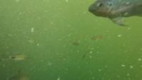 Fish Dataset project thumbnail