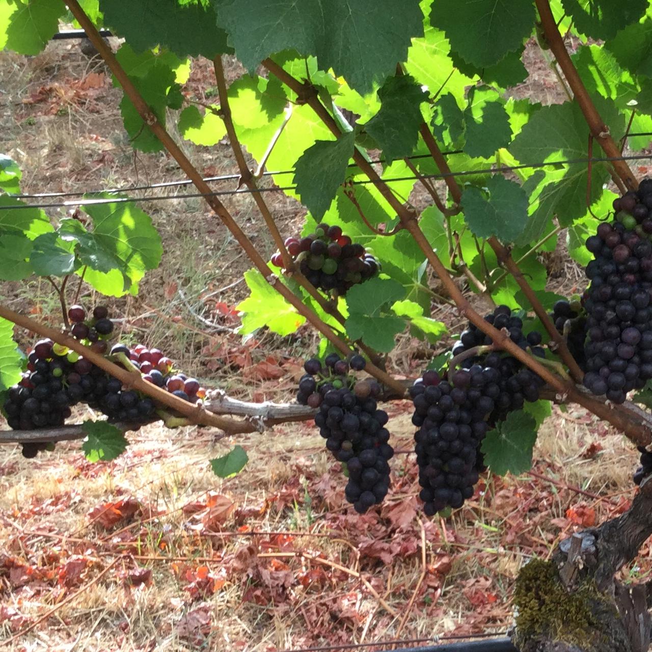 Prite and beauty Object Detection Dataset and Pre-Trained Model by 