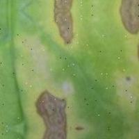 Tobacco leaf disease detection project thumbnail