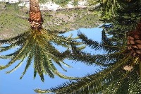 healthy Palm tree  project thumbnail