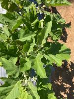 LeafHoleDetection project thumbnail