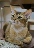 Cat Breeds Detection_v2 project thumbnail