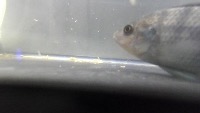 fish_box project thumbnail