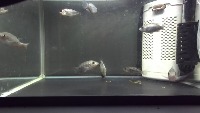 segment_fish project thumbnail