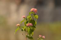 lantana project thumbnail