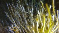 22-02-2025_bathymetric_roboanotn project thumbnail