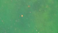 dive1_cam3_roboanotn_od project thumbnail