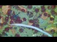 dive2_26-02_bathy_roboantn project thumbnail