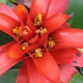 Flower Object Detection project thumbnail