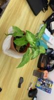 greenhouse project thumbnail